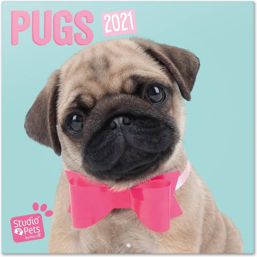 Calendario OFIURIA Studio Pets Pugs (2021 - 30 x 30 cm)