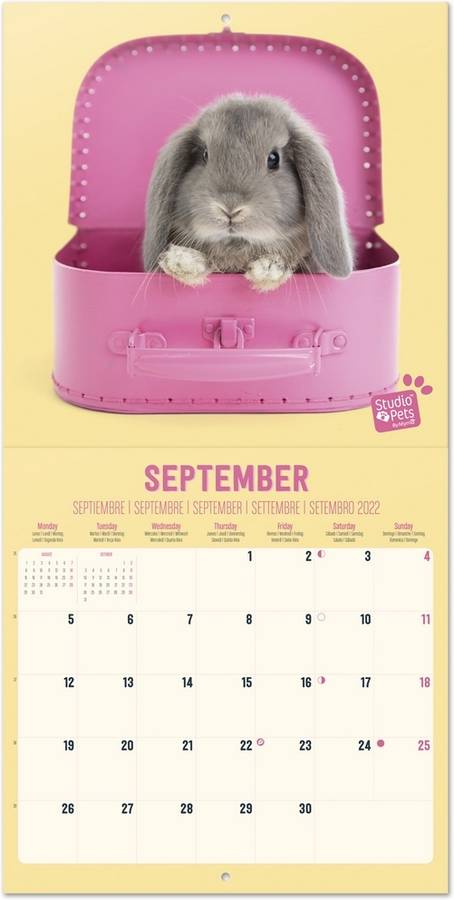 Calendario ERIK EDITORES 2022 30X30 Studio Pets Bunny