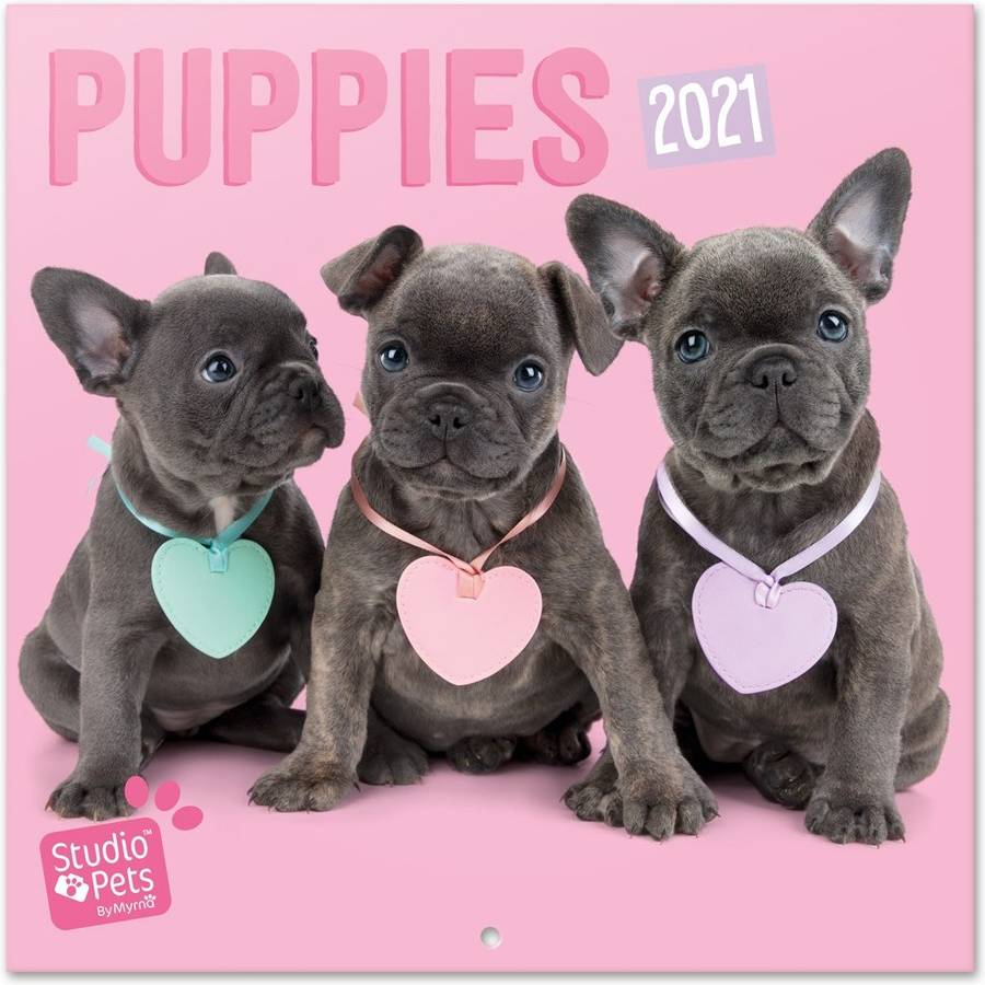 Calendario OFIURIA Studio Pets Puppies (2021 - 30 x 30 cm)