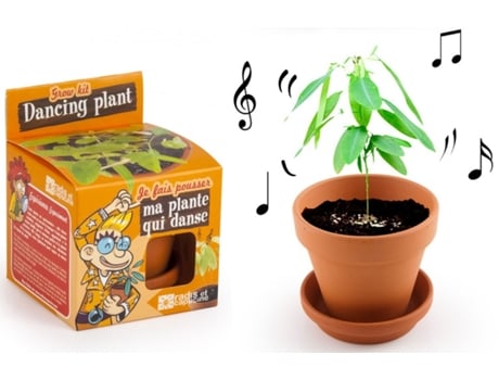 Jogo de Mesa RADIS ET CAPUCINE I Grow My Dancing Plant (4 Anos)