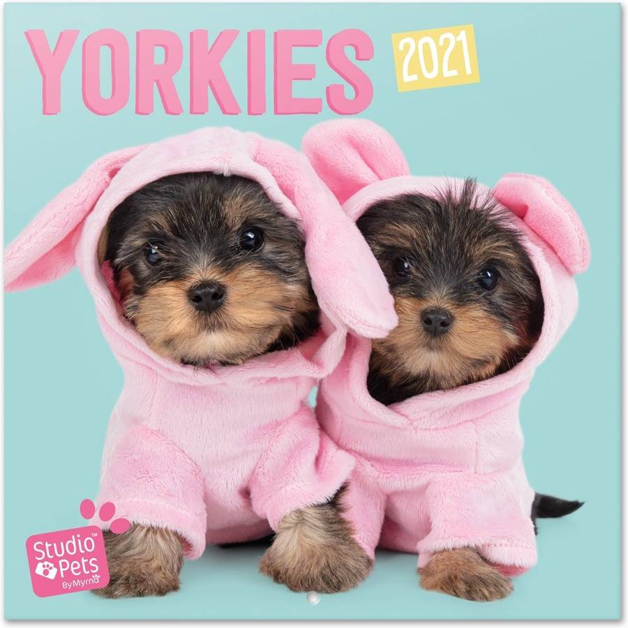 Calendario OFIURIA Studio Pets Yorkie (2021 - 30 x 30 cm)