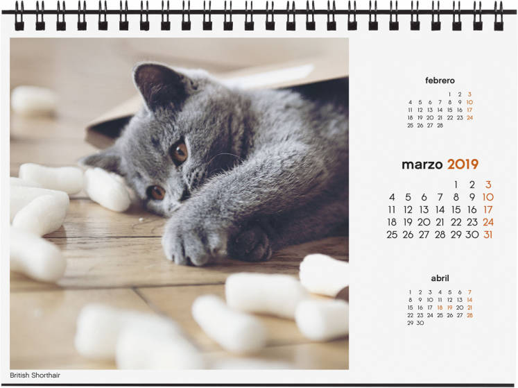 Calendario FINOCAM Gatitos 2018/2019 (15.5 x 21 x 7 cm - Vista: Mensal)