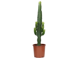 Planta Natural BIOMAPLANTS Euphorbia Acrurensis (50-60 cm - Maceta 17 cm)