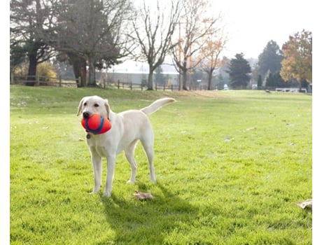 Bola para Perros CHUCKIT Fumble Fetch pequeño