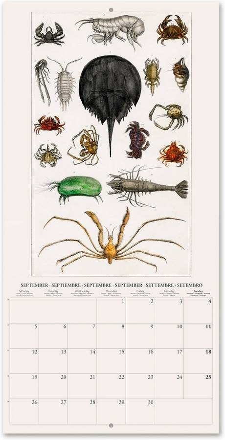 Calendario ERIK EDITORES 2022 30X30 Animals Vintage